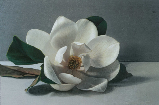 Gionata Alfieri, Magnolia Grandiflora