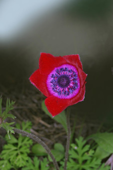 Anemone dal sito flickrhivemind.net/