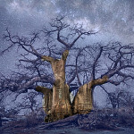 Beth Moon Alberi sotto le stelle